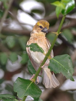 Baya Weaver - juvenile -- sp 84