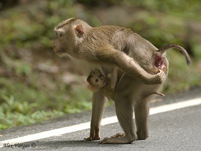 Pig-tailed Macaque - baby sitting and scratching...  :)