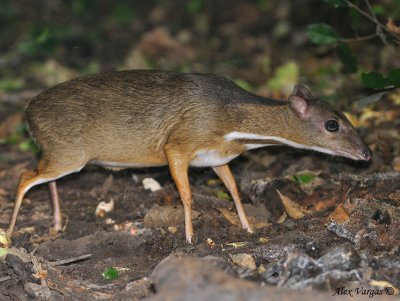 Lesser Oriental Chevrotain