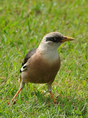 Vinous-breasted Starling -- front view