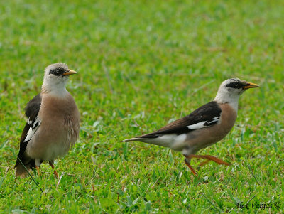 Vinous-breasted Starling - pair