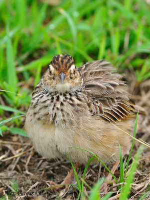 Indochinese Bushlark -- fluffy