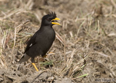 White-vented Myna -- sp 240