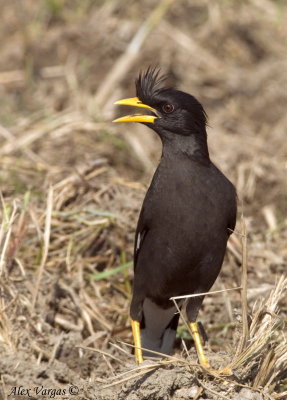 White-vented Myna -- sp 240