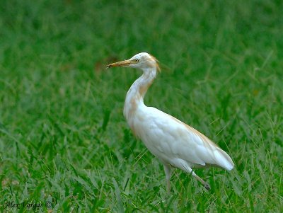 Cattle Egret - Molting  -- Sp 167