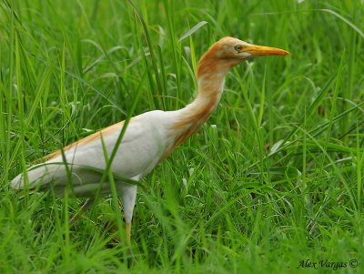 Cattle Egret - Breeding Plumaje  -- Sp 167