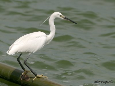 Little Egret  -- sp 177