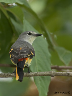 Small Minivet - female -- sp 242