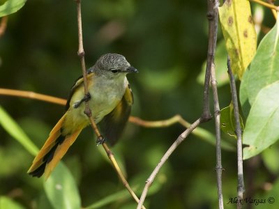 Small Minivet - juvenile -- sp 242