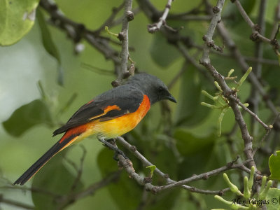 Small Minivet  --  Sp 242