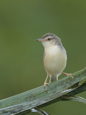 Plain Prinia  -- 2009 - 2