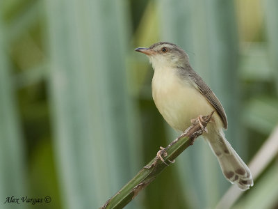 Plain Prinia  -- Sp 241