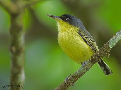 Common Tody-Flycatcher 2010