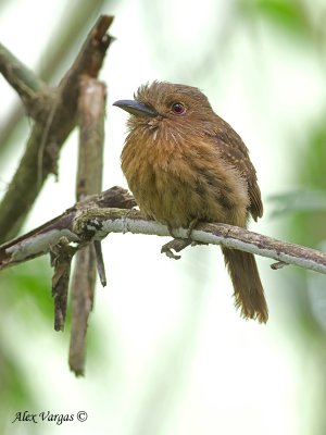 White-whiskered Puffbird - male - further out