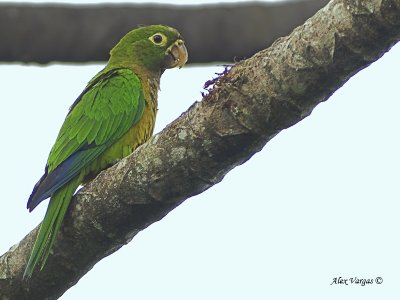 Olive-throated Parakeet 2010