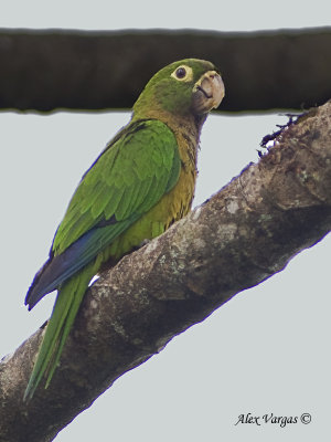 Olive-throated Parakeet 2010 - 2