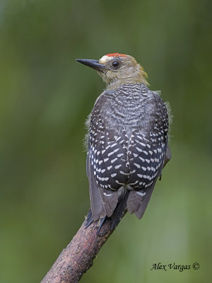 Hoffmann's Woodpecker 2010 - juvenile