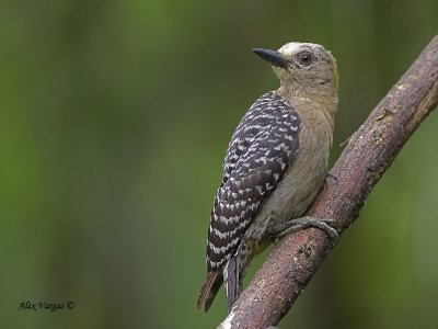 Hoffmann's Woodpecker 2010 - female