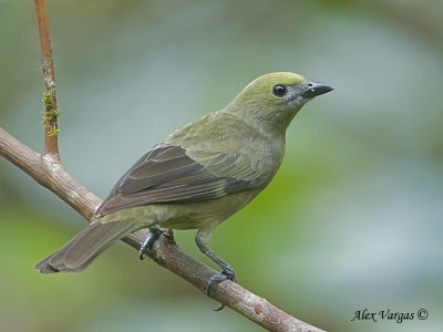 Palm Tanager 2010 - H