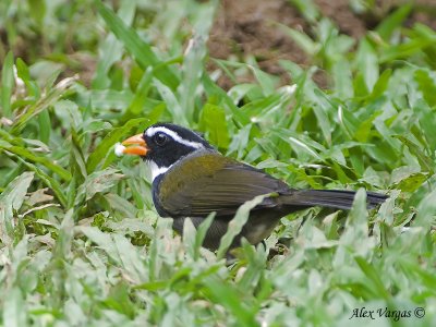 Orange-billed Sparrow 2010