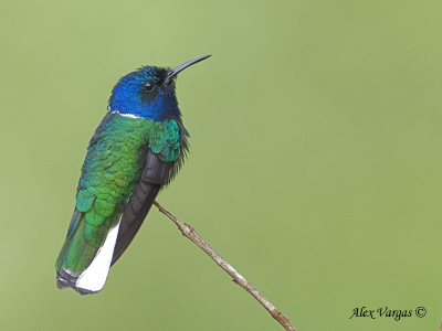 White-necked Jacobin 2010 - male - back view