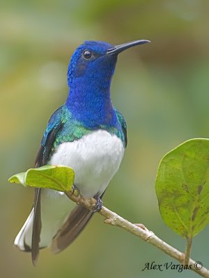 White-necked Jacobin 2010 - male - alert