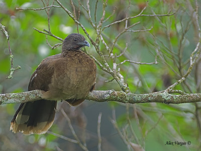 Gray-headed Chachalaca 2010 - ressting