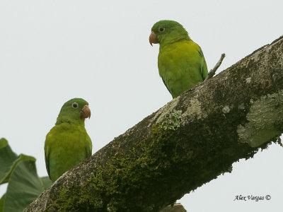 Orange-chinned Parakeet 2010 - pair 2