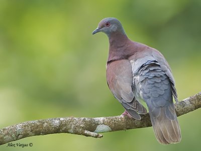 Pale-vented Pigeon 2010 - back view