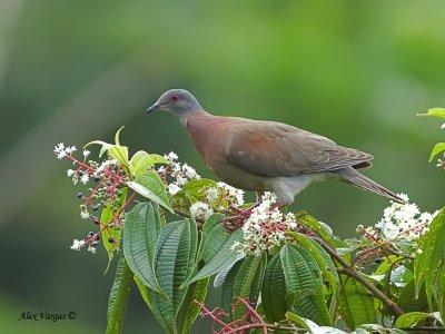 Pale-vented Pigeon 2010 - on flowers