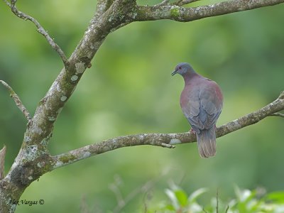 Pale-vented Pigeon 2010 - further out