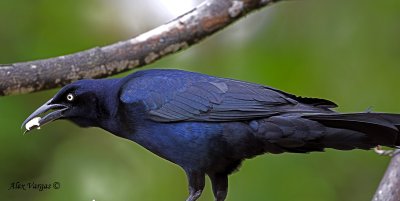 Great-tailed Grackle 2010 - male - portrait