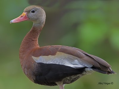 Black-bellied Whistling-Duck 2010 - portrait