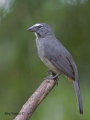 Grayish Saltator 2010