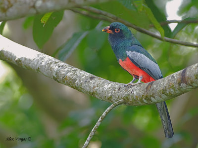 Slaty-tailed Trogon 2010