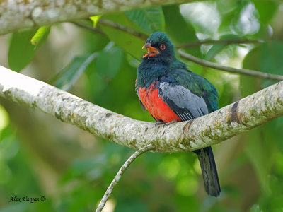 Slaty-tailed Trogon 2010 - male - calling