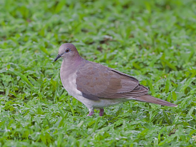 White-tipped Dove 2010