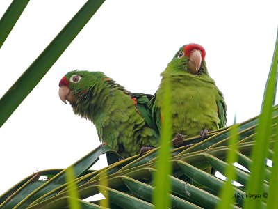 Crimson-fronted Parakeet 2010 - pair