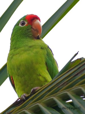 Crimson-fronted Parakeet 2010 - profile