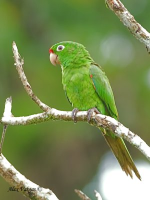 Crimson-fronted Parakeet 2010
