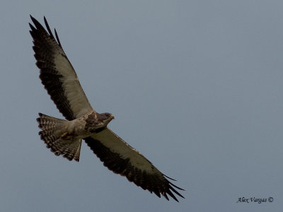 Swainson's Hawk 2010 - pale morph