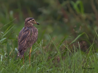 Double-striped Thick-Knee 2010