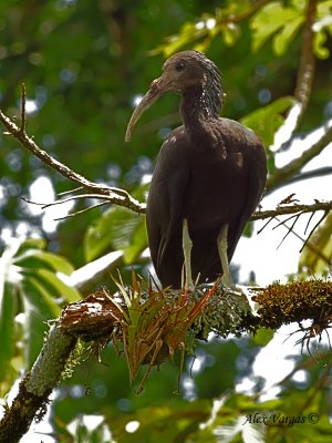 Green Ibis 2010 - 2