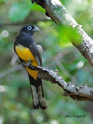 Black-headed Trogon 2010 - male 2