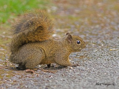 Poas Squirrel
