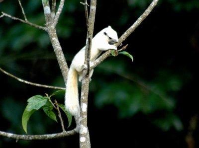 Variable Squirrel - white morph