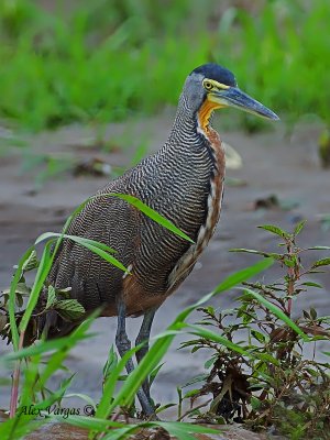 Bare-throated Tiger-Heron 2010