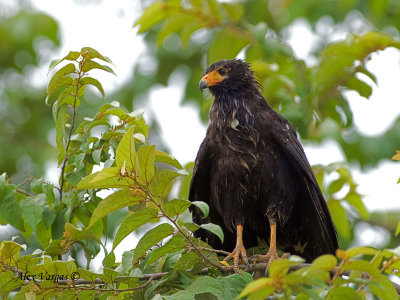 Mangrove Black-Hawk 2010
