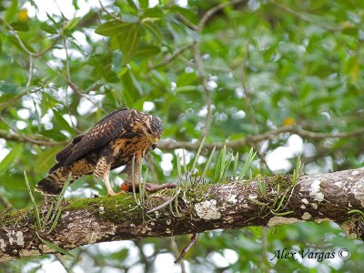 Mangrove Black-Hawk 2010 - juvenile