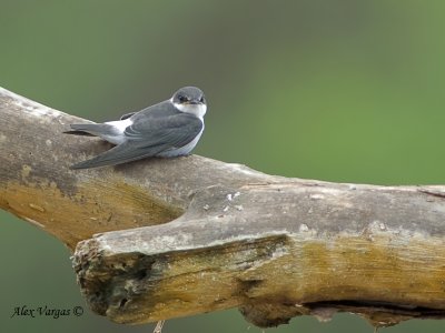 Mangrove Swallow 2010 - juvenile